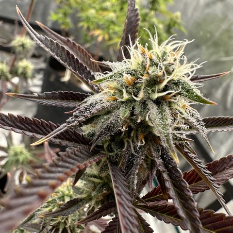 Pure Michigan ORGANIC growlog timeline photo