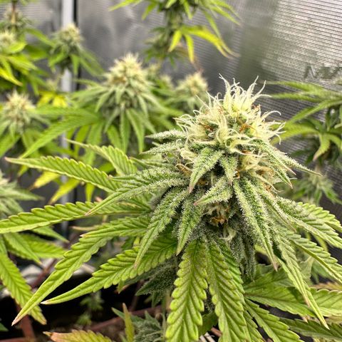 Caboose #17 ORGANIC growlog timeline photo