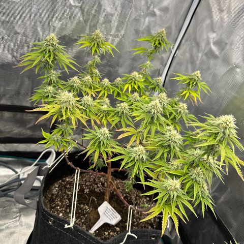 Caboose #17 ORGANIC growlog timeline photo