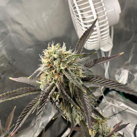 Pure Michigan ORGANIC growlog timeline photo