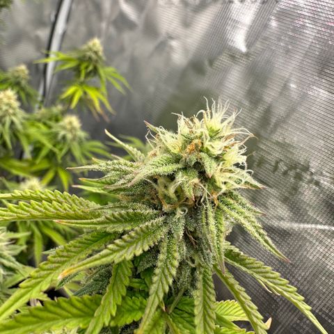 Caboose #17 ORGANIC growlog timeline photo