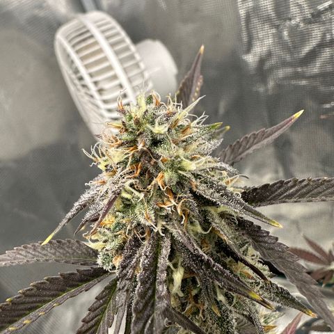 Pure Michigan ORGANIC growlog timeline photo