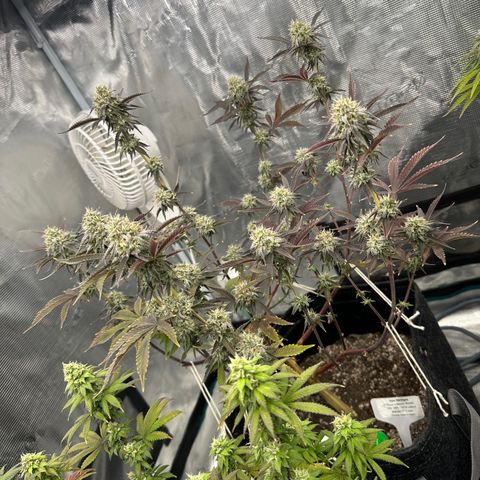 Pure Michigan ORGANIC growlog timeline photo