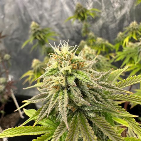 Caboose #17 ORGANIC growlog timeline photo