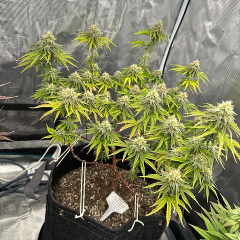 Caboose #17 ORGANIC growlog timeline photo