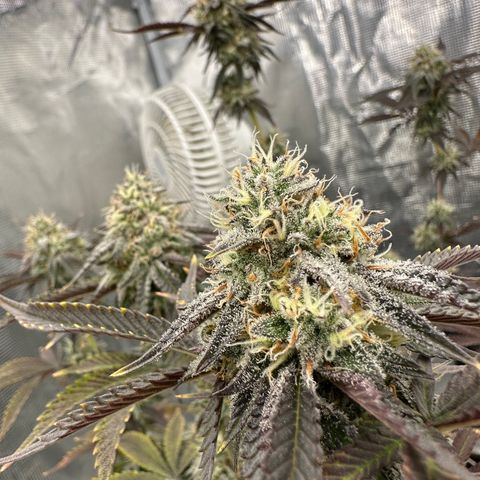 Pure Michigan ORGANIC growlog timeline photo