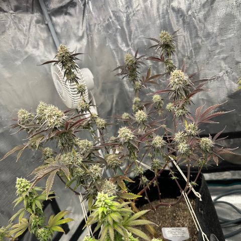 Pure Michigan ORGANIC growlog timeline photo