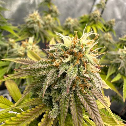 Caboose #17 ORGANIC growlog timeline photo