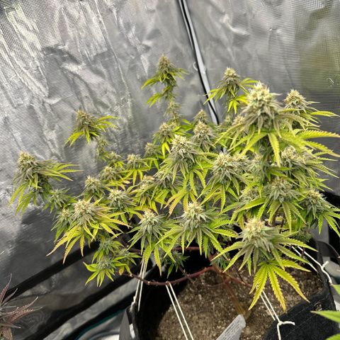 Caboose #17 ORGANIC growlog timeline photo