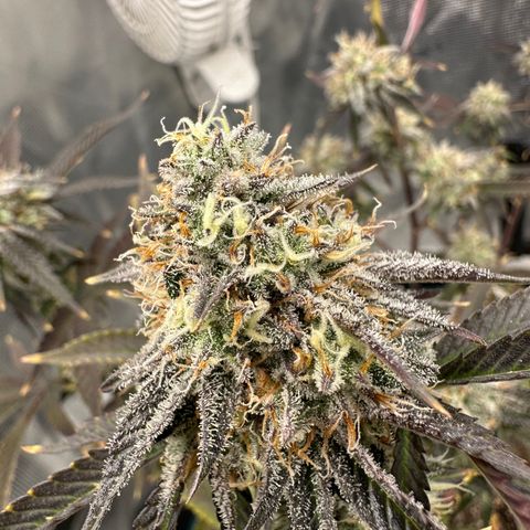 Pure Michigan ORGANIC growlog timeline photo