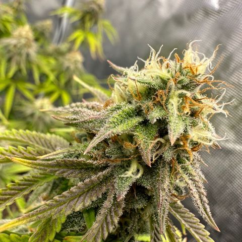 Caboose #17 ORGANIC growlog timeline photo