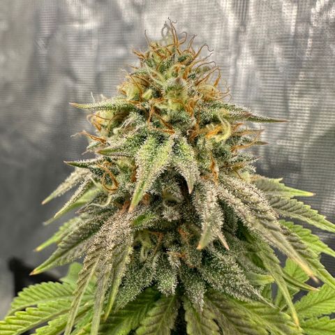 Caboose #17 ORGANIC growlog timeline photo