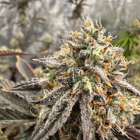 Pure Michigan ORGANIC growlog timeline photo
