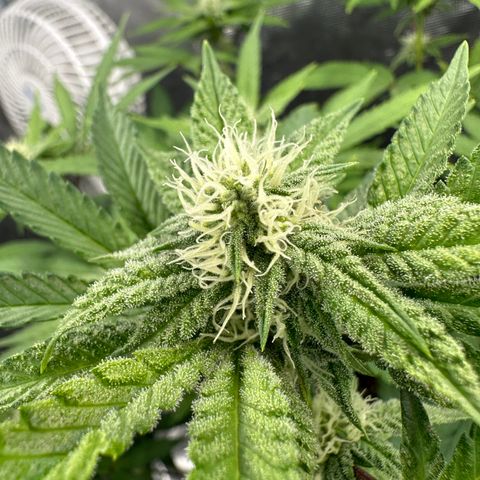 Grandi Guava ORGANIC growlog timeline photo