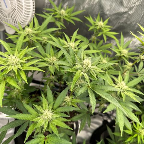 Grandi Guava ORGANIC growlog timeline photo