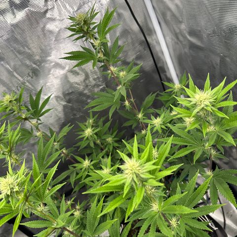 Grape Cream Cake ORGANIC growlog timeline photo