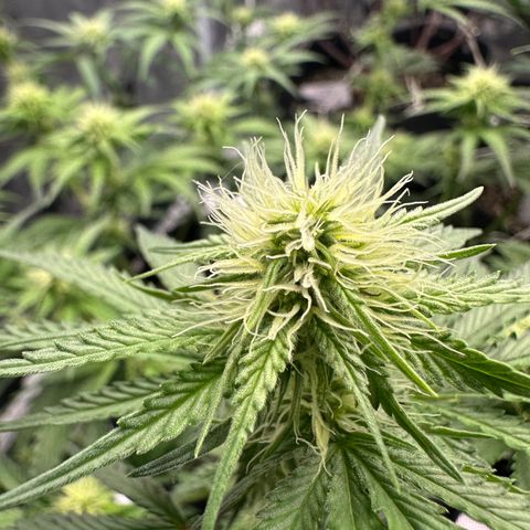 Sundae Driver ORGANIC growlog photo