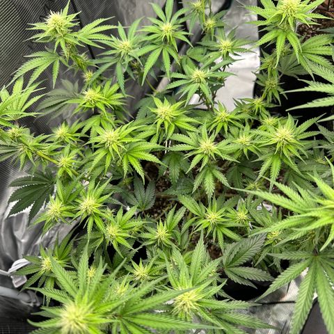 Sundae Driver ORGANIC growlog photo
