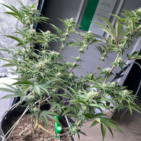 GovernMint Oasis ORGANIC growlog timeline photo