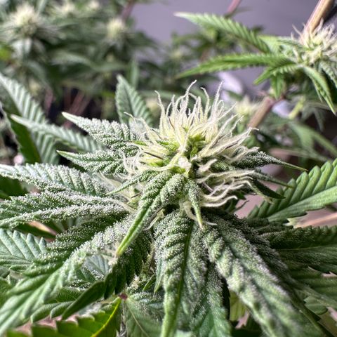 GovernMint Oasis ORGANIC growlog timeline photo