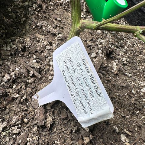 GovernMint Oasis ORGANIC growlog timeline photo