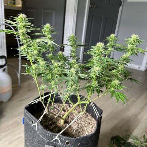 Sundae Driver ORGANIC growlog photo