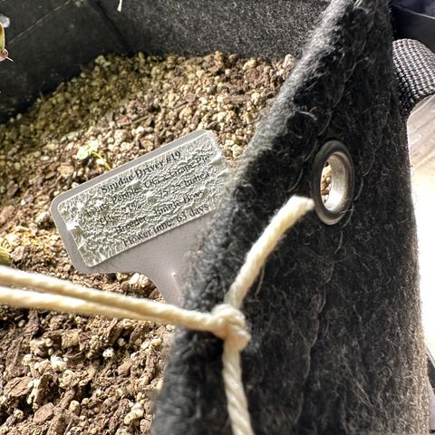 Sundae Driver ORGANIC growlog photo