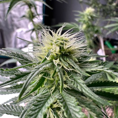 Sundae Driver ORGANIC growlog timeline photo