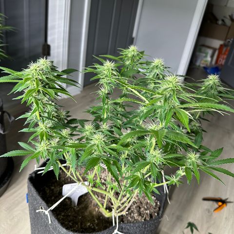 Skunktek Sour Diesel ORGANIC growlog timeline photo
