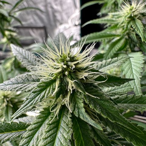 Skunktek Sour Diesel ORGANIC growlog timeline photo