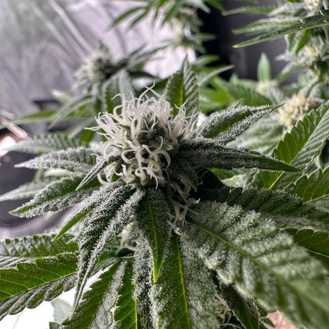 Grandi Guava ORGANIC growlog timeline photo