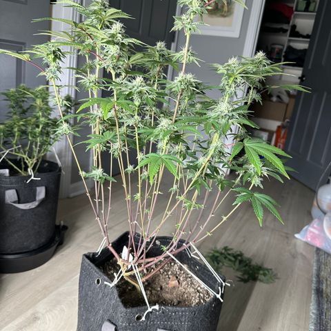 Grandi Guava ORGANIC growlog timeline photo