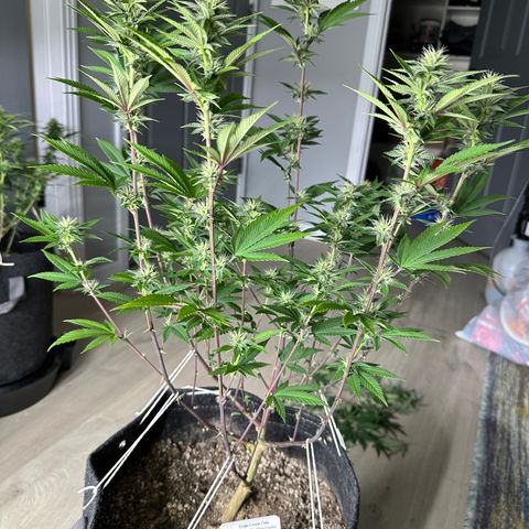 Grape Cream Cake ORGANIC growlog timeline photo