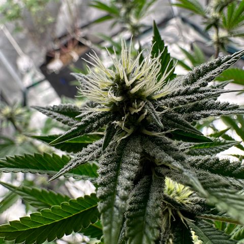 Grape Cream Cake ORGANIC growlog timeline photo