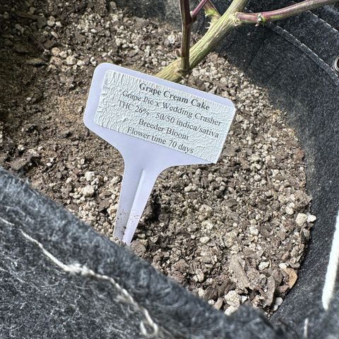 Grape Cream Cake ORGANIC growlog timeline photo