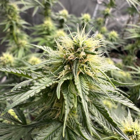 Sundae Driver ORGANIC growlog timeline photo