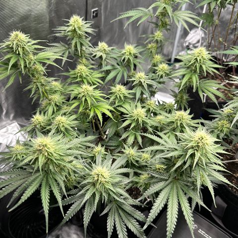 Sundae Driver ORGANIC growlog timeline photo