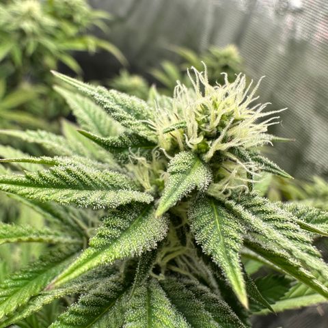GovernMint Oasis ORGANIC growlog timeline photo