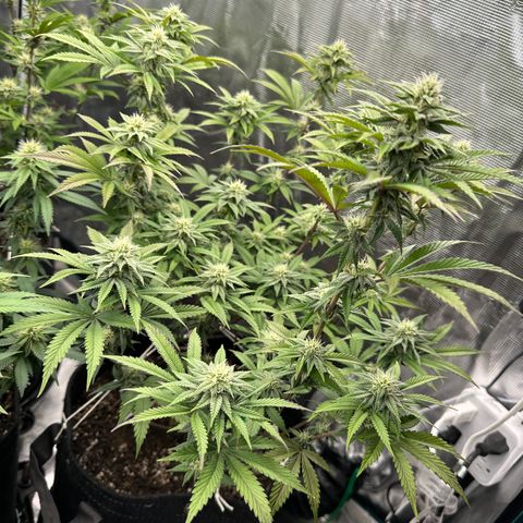 GovernMint Oasis ORGANIC growlog timeline photo