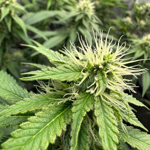 Skunktek Sour Diesel ORGANIC growlog timeline photo