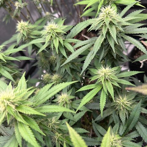 Skunktek Sour Diesel ORGANIC growlog timeline photo