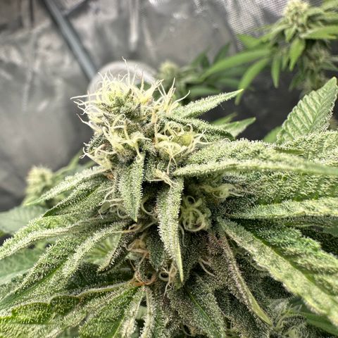 Grandi Guava ORGANIC growlog timeline photo