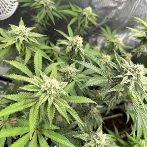 Grandi Guava ORGANIC growlog timeline photo