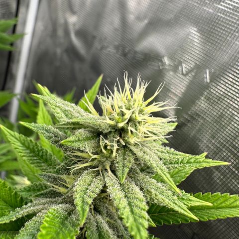 Grape Cream Cake ORGANIC growlog timeline photo