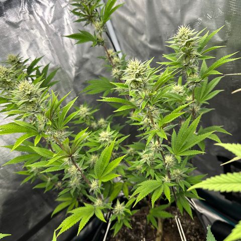 Grape Cream Cake ORGANIC growlog timeline photo