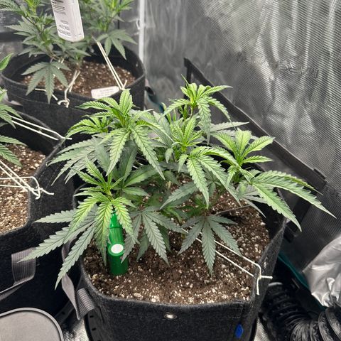 Sundae Driver ORGANIC growlog photo