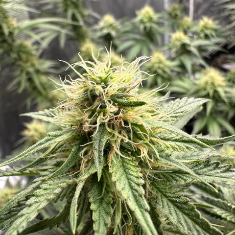 Sundae Driver ORGANIC growlog timeline photo
