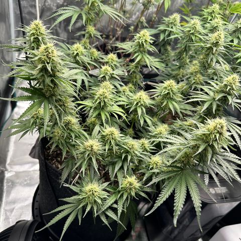 Sundae Driver ORGANIC growlog timeline photo
