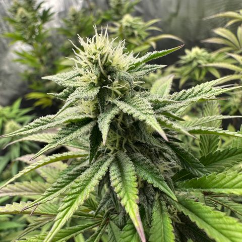 GovernMint Oasis ORGANIC growlog timeline photo