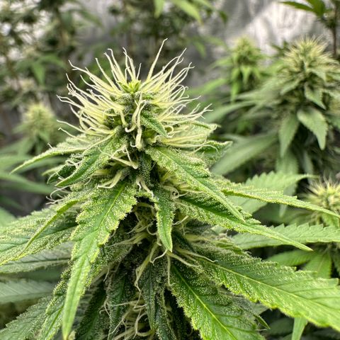 Skunktek Sour Diesel ORGANIC growlog timeline photo